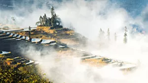 Rice Patties in the Fog
