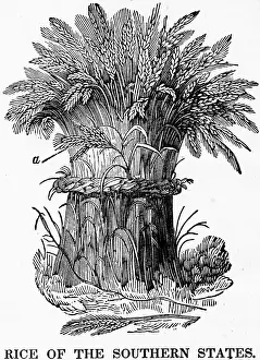 Rice Prints: Rice Of The Southern United States
