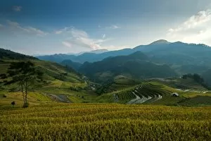 Images Dated 25th September 2014: Rice terrace