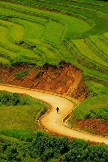 Images Dated 9th September 2011: Rice terrace