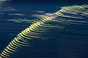 Images Dated 26th September 2016: Rice terrace paddies in North Vietnam
