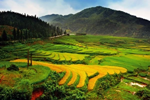 Images Dated 11th September 2011: Rice terrace in Sapa, Vietnam