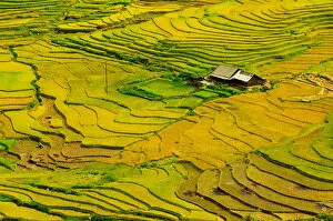 Images Dated 9th September 2011: Rice terrace in Vietnam