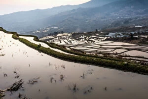 Images Dated 7th March 2016: Rice terrace at Yuanyang. Yunnan.China