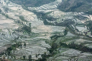 Images Dated 6th March 2016: Rice terrace at Yuanyang. Yunnan.China