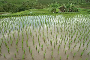 Images Dated 11th August 2014: Rice terraces, Bali, Indonesia