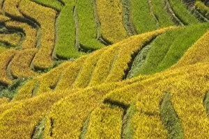 Images Dated 27th September 2014: Rice terraces in Mu Cang Chai, North Vietnam