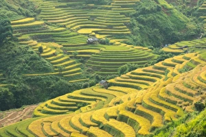 Images Dated 27th September 2014: Rice terraces in Mu Cang Chai, North Vietnam