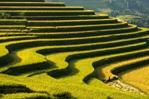 Images Dated 25th September 2014: Rice terraces in Mu Cang Chai, North Vietnam