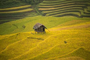 Images Dated 27th September 2014: Rice terraces in Mu Cang Chai, North Vietnam
