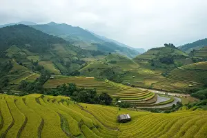 Building Terrace Prints: Rice terraces in Mu Cang Chai, North Vietnam