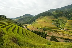 Venezuela Prints: Rice terraces in Mu Cang Chai, North Vietnam