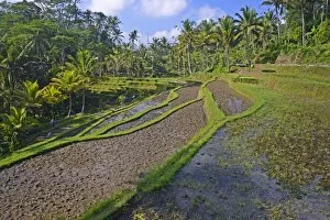 Images Dated 20th July 2014: Rice terraces at the Pura Gunung Kawi temple, Bali, Indonesia