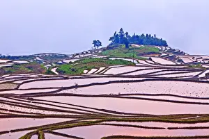Landscaped Prints: Rice terraces at sunset, Yuanyang, Yunnan, China