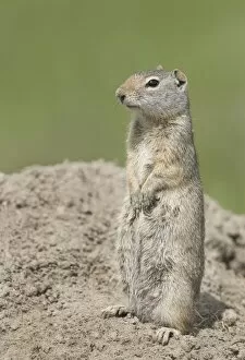 Images Dated 13th June 2010: Richardsons ground squirrel in Yellowstone