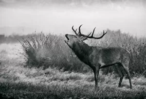 Images Dated 5th October 2014: Richmond Park Stag