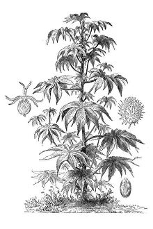 Ricinus communis, the castorbean or castor-oil-plant (ricinus communis)