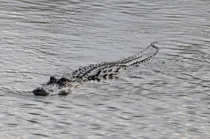 Images Dated 7th December 2007: Ridges on back of swimming American alligator, Alligator mississippiensis