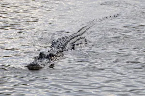 Images Dated 7th December 2007: Ridges on back of swimming American alligator, Alligator mississippiensis