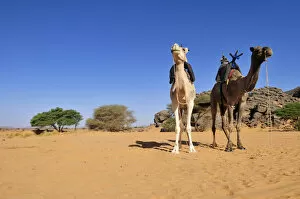 Two riding camels in a vadi or wadi, Arabic term for valley, of Adrar Tekemberet, Immidir, Algeria, Sahara