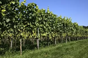 Riesling grapes, grape vines, Hagnau am Bodensee, Bodenseekreis district, Baden-Wuerttemberg, Germany, Europe