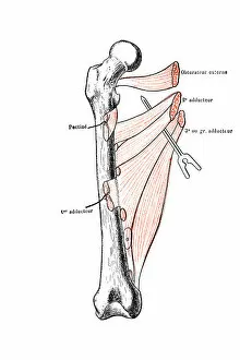 Right femur seen from forward with his adductor muscles