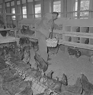 Rikers Prisoner Collecting Eggs from Poultry Department