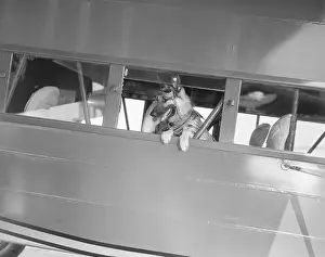 Rin Tin Tin Posing in Airplane