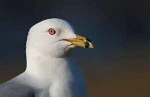 Images Dated 1st April 2010: Ring-billed gull