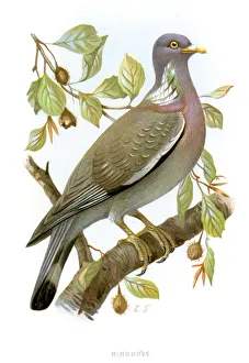 Images Dated 29th September 2012: Ring Dove - Streptopelia risoria