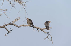 Images Dated 25th August 2012: Ring-necked Doves -Streptopelia capicola- perched on a dry branch, Etosha National Park, Namibia