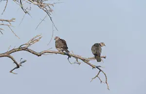 Dove Prints: Ring-necked Doves -Streptopelia capicola- perched on a dry branch