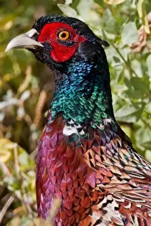 Images Dated 25th June 2011: Ring-necked Pheasant (Male)