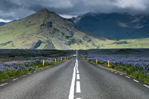 Ring road, Nootka lupine -Lupinus nootkatensis- at Vik i Myrdal, South Coast, Iceland, Europe