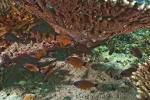 Ring-tailed Cardinalfish -Apogon aureus-, Gulf of Oman, Oman