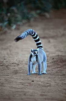 Images Dated 31st August 2005: Ring-tailed lemur (Lemur catta)