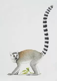 Ring-tailed Lemur, Lemur catta, grey lemur facing left with a long striped tail