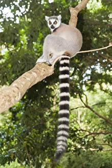 Stripe Collection: Ring-tailed Lemur -Lemur catta- in a tree, with a black and white striped tail