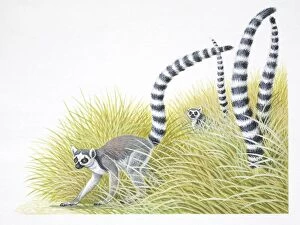 Ring-tailed lemurs, Lemur catta, with their black and white tails stuck up in the air