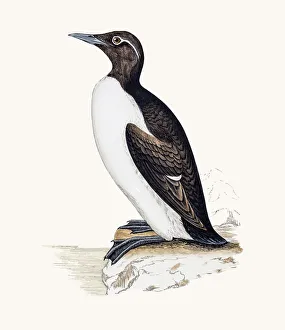 Images Dated 10th June 2016: Ringed Guillemot bird