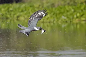 Kingfisher Prints: Ringed Kingfisher (Megaceryle torquata)