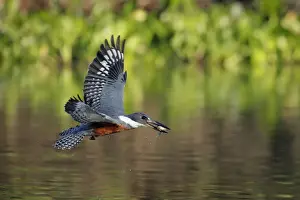 Kingfisher Prints: Ringed Kingfisher (Megaceryle torquata)