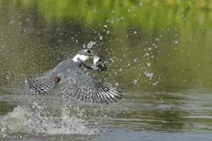 Kingfisher Prints: Ringed Kingfisher (Megaceryle torquata)