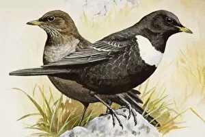 Ringed ousel (Turdus torquatus), two birds perching side by side, side view