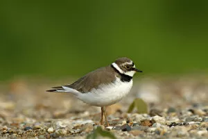 Images Dated 6th May 2014: Ringed Plover -Charadrius dubius-, female in habitat, Saxony-Anhalt, Germany