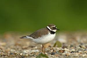 Images Dated 6th May 2014: Ringed Plover -Charadrius dubius-, female in habitat, Saxony-Anhalt, Germany