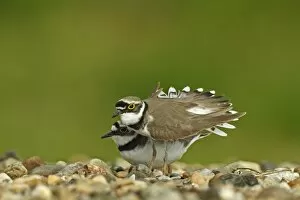 Images Dated 4th May 2014: Ringed Plover -Charadrius dubius-, breeding pair in courtship on a gravel bank, Dessau-Rosslau