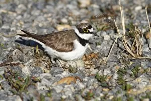 Images Dated 29th June 2011: Ringed Plover -Charadrius dubius- perched on nest with eggs, Burgenland, Austria