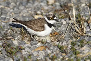Incubating Prints: Ringed Plover -Charadrius dubius- perched on nest with eggs, Burgenland, Austria
