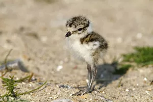 Images Dated 20th May 2011: Ringed Plover -Charadrius hiaticula-, young bird standing in the sand